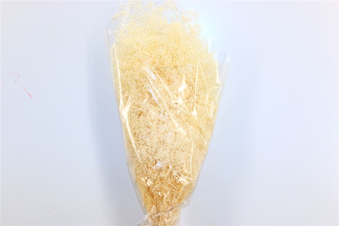 Mini gypsophila bleached dried (gypsum)