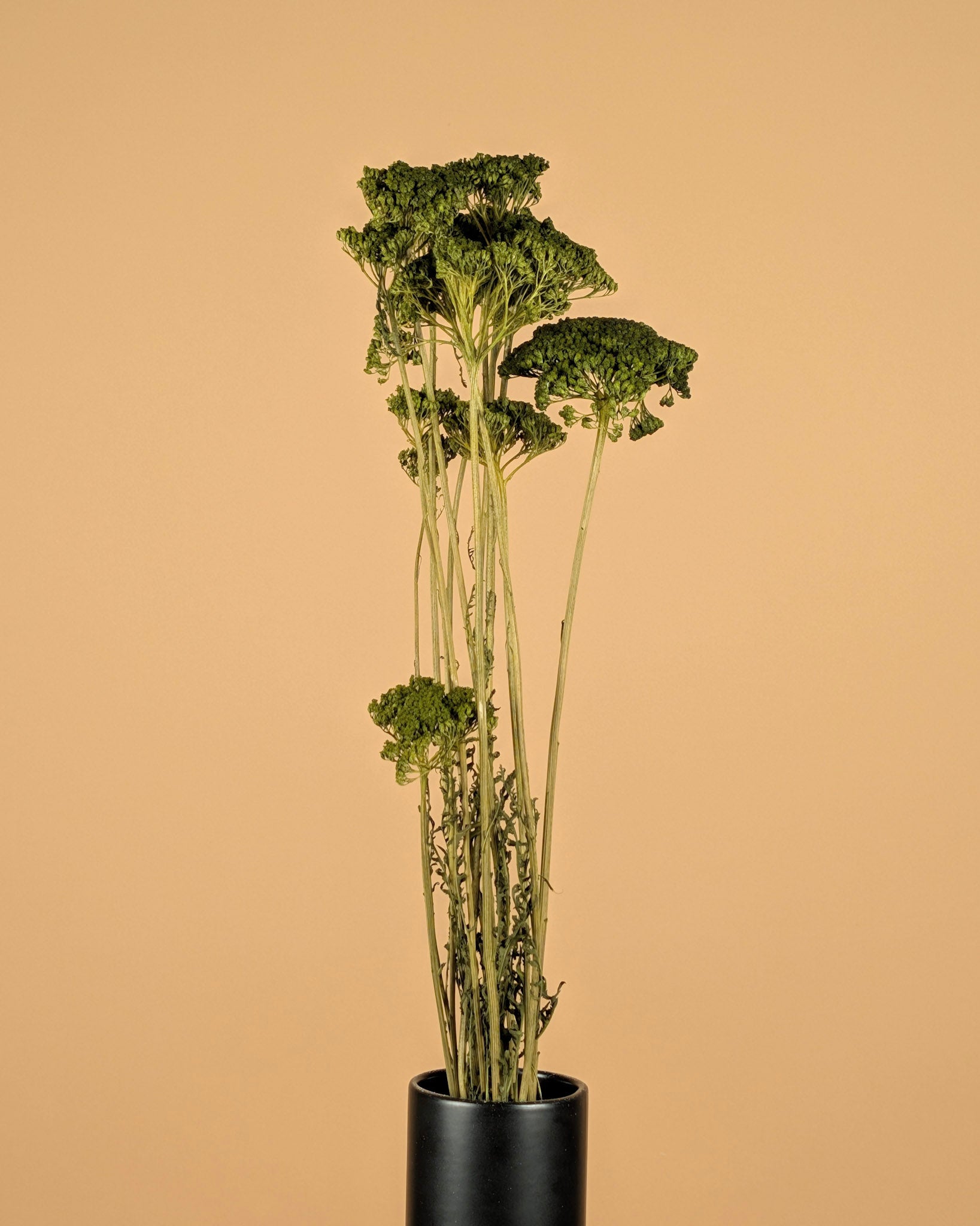 Getrocknete Achillea grün gestrichen