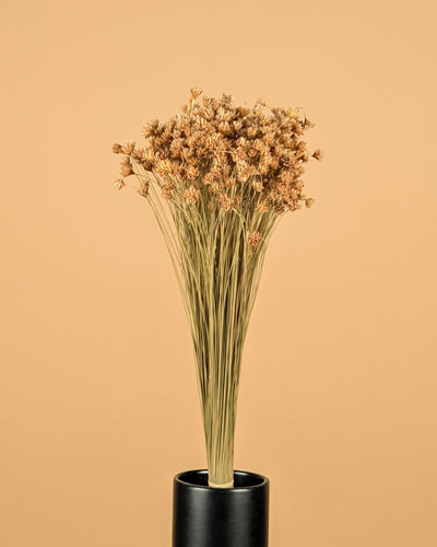 Hill Flower Naturel getrocknet