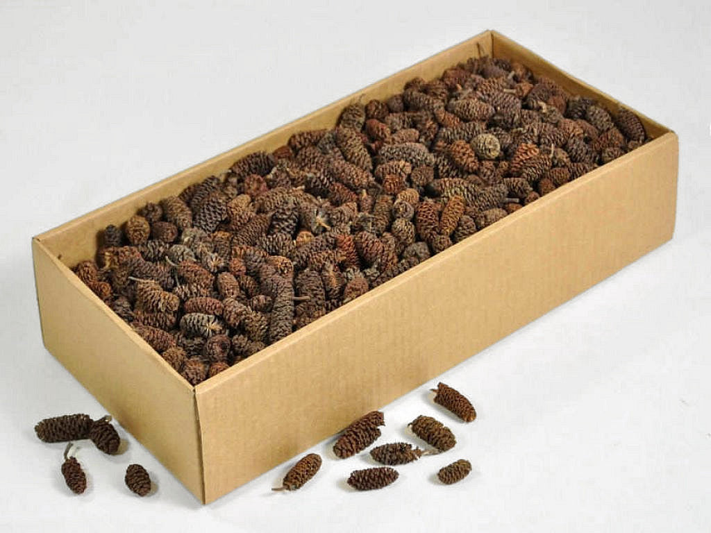 Alder Cones 700gr.