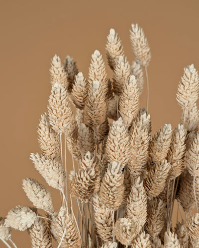 Phalaris nebliger Witz (Canarialgras)