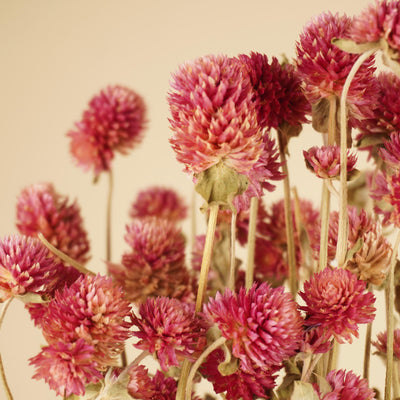 Gedroogde gomphrena – lila