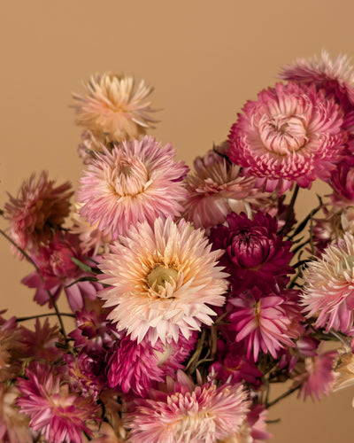 Gedroogde Helichrysum roze