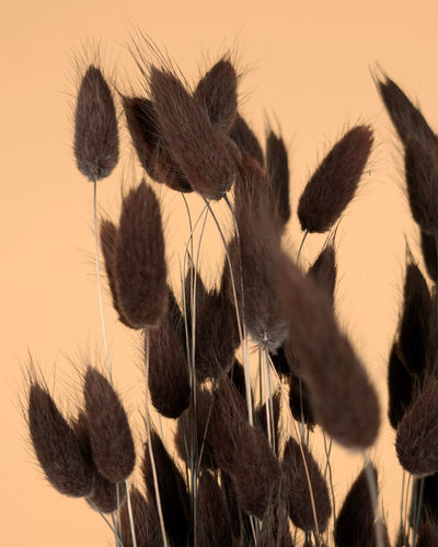 Dried Lagurus Ovatus Brown