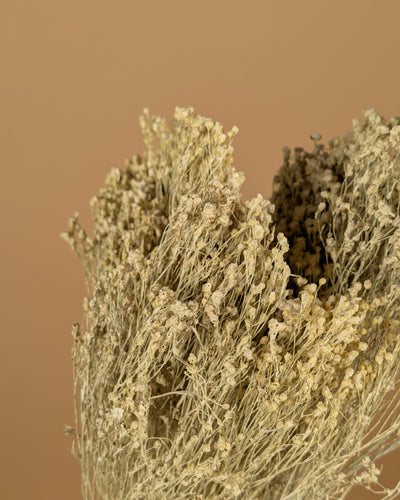 Broom séché Bloom White Misty