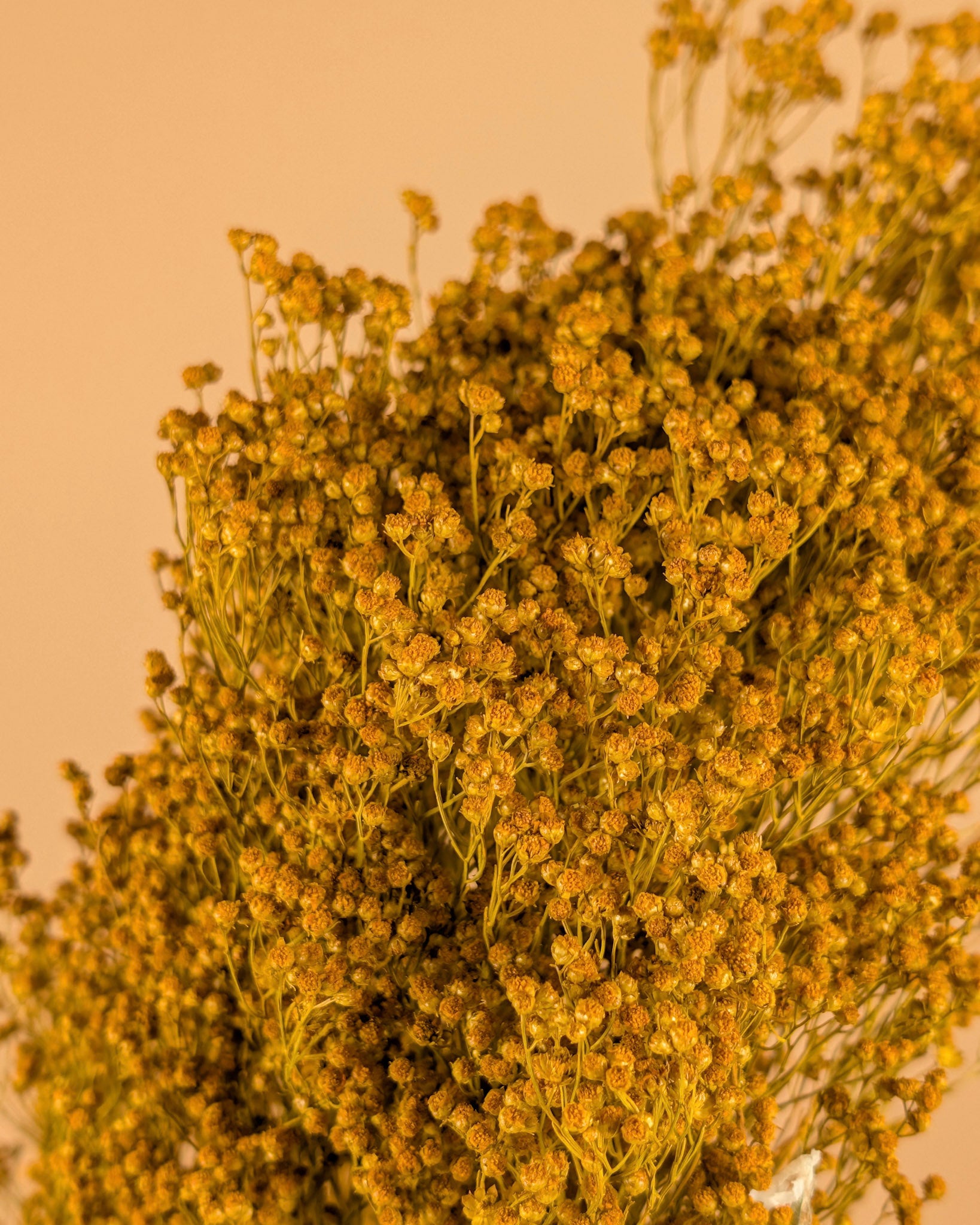 Dried Broom Bloom Yellow