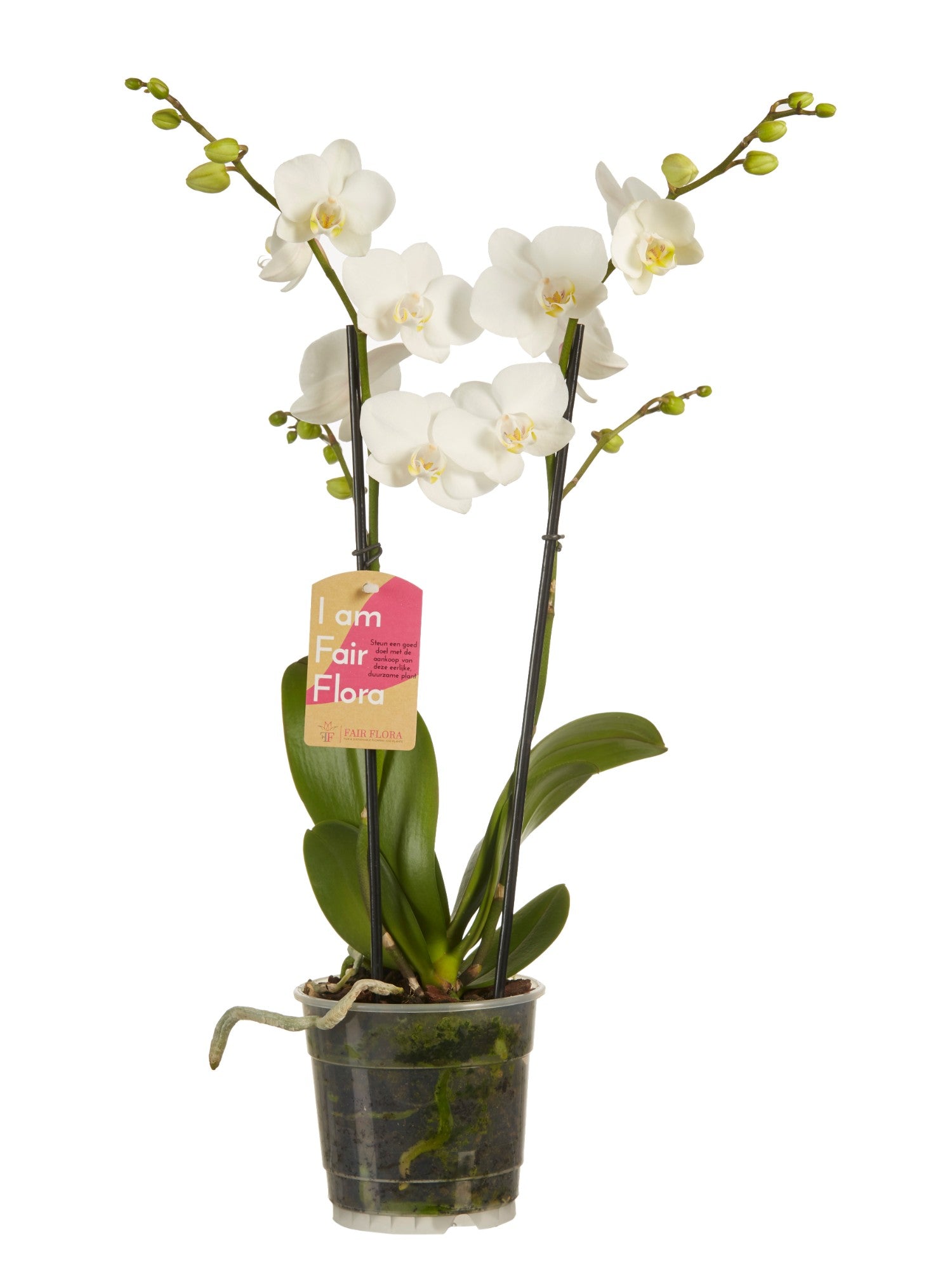 Phalaenopsis Orchid Multiflora White