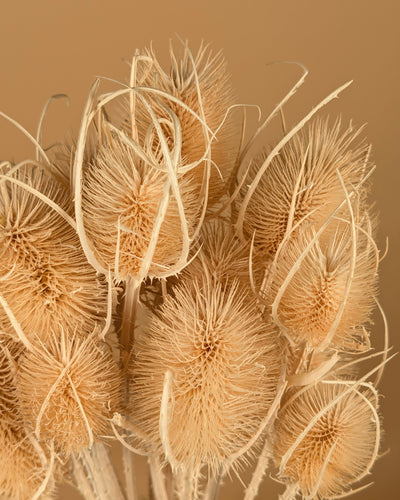 Cardoen Distel dried and bleached