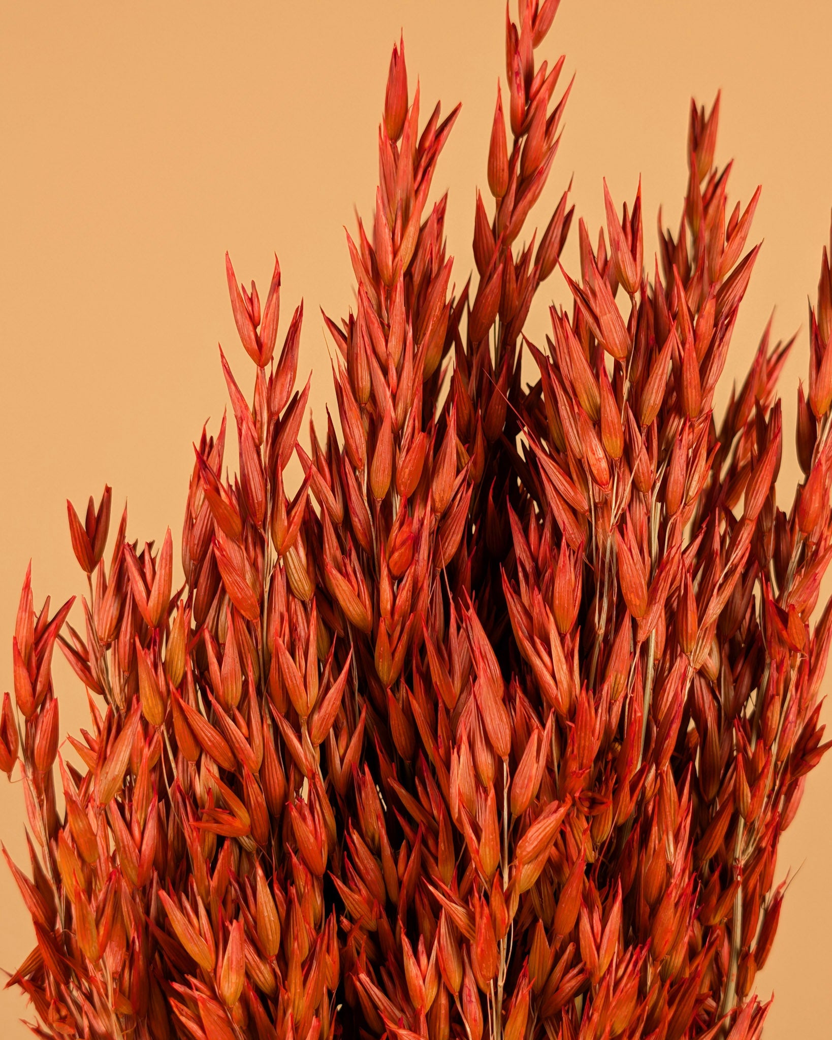 Getrockneter Hafer (Avena) orangefarben