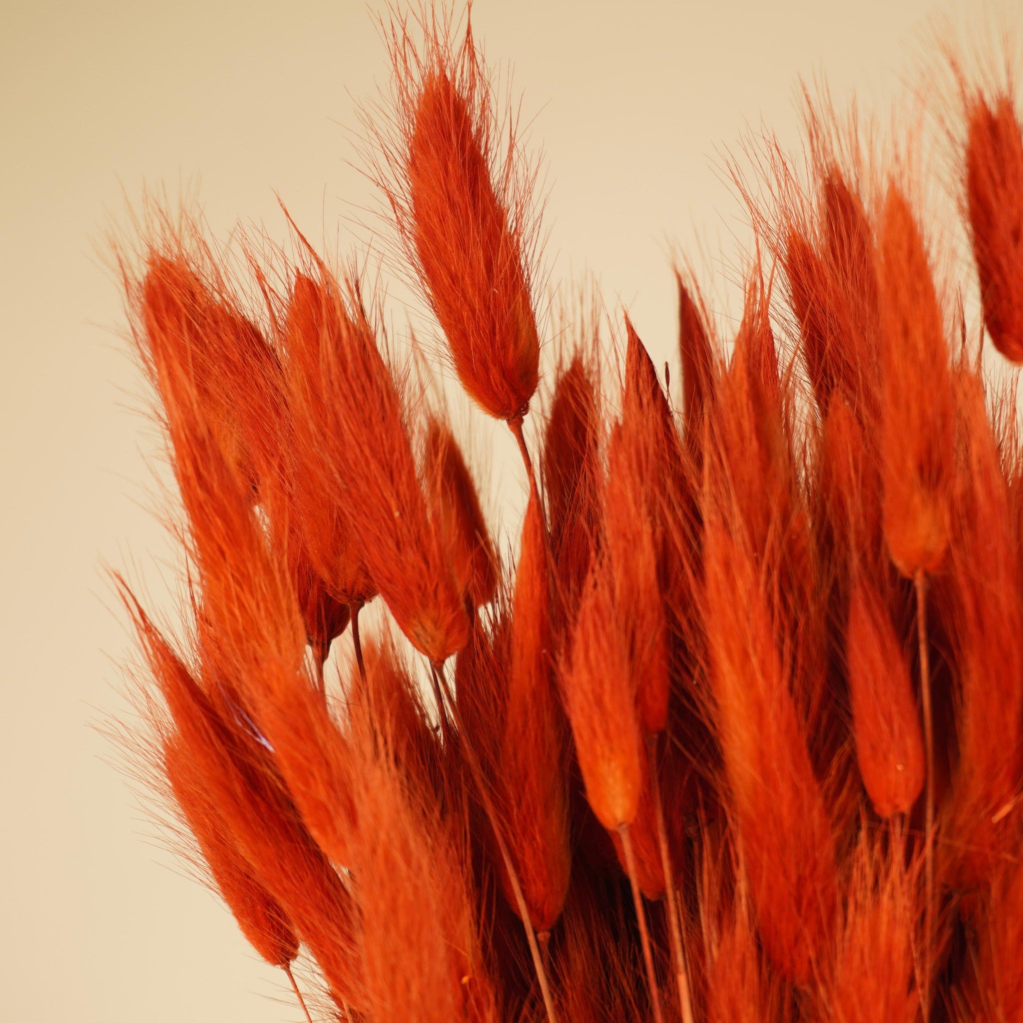Gedroogde hazestaartjes (lagurus) – gebrand oranje