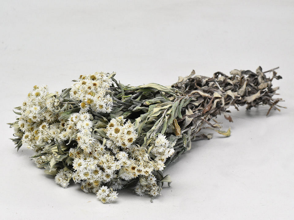 Edelweiss, Anaphalis 50cm