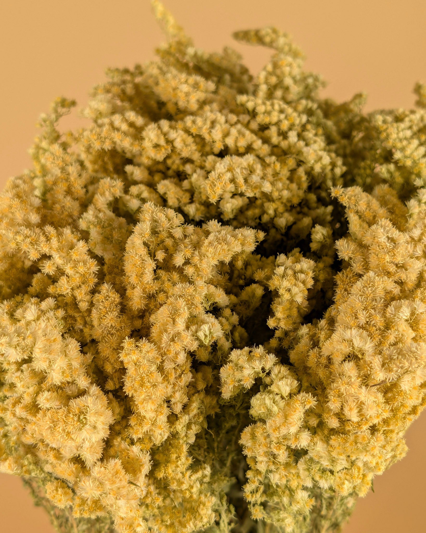 Gedroogde solidago – naturel geel