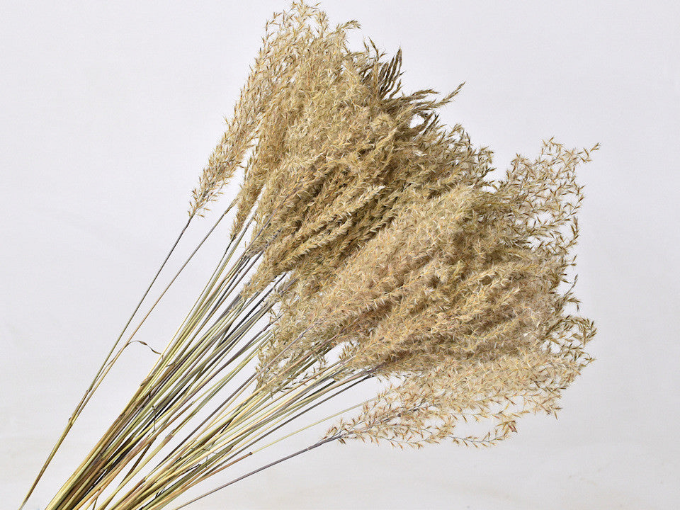 Gedroogde Miscanthus Pampas Naturel