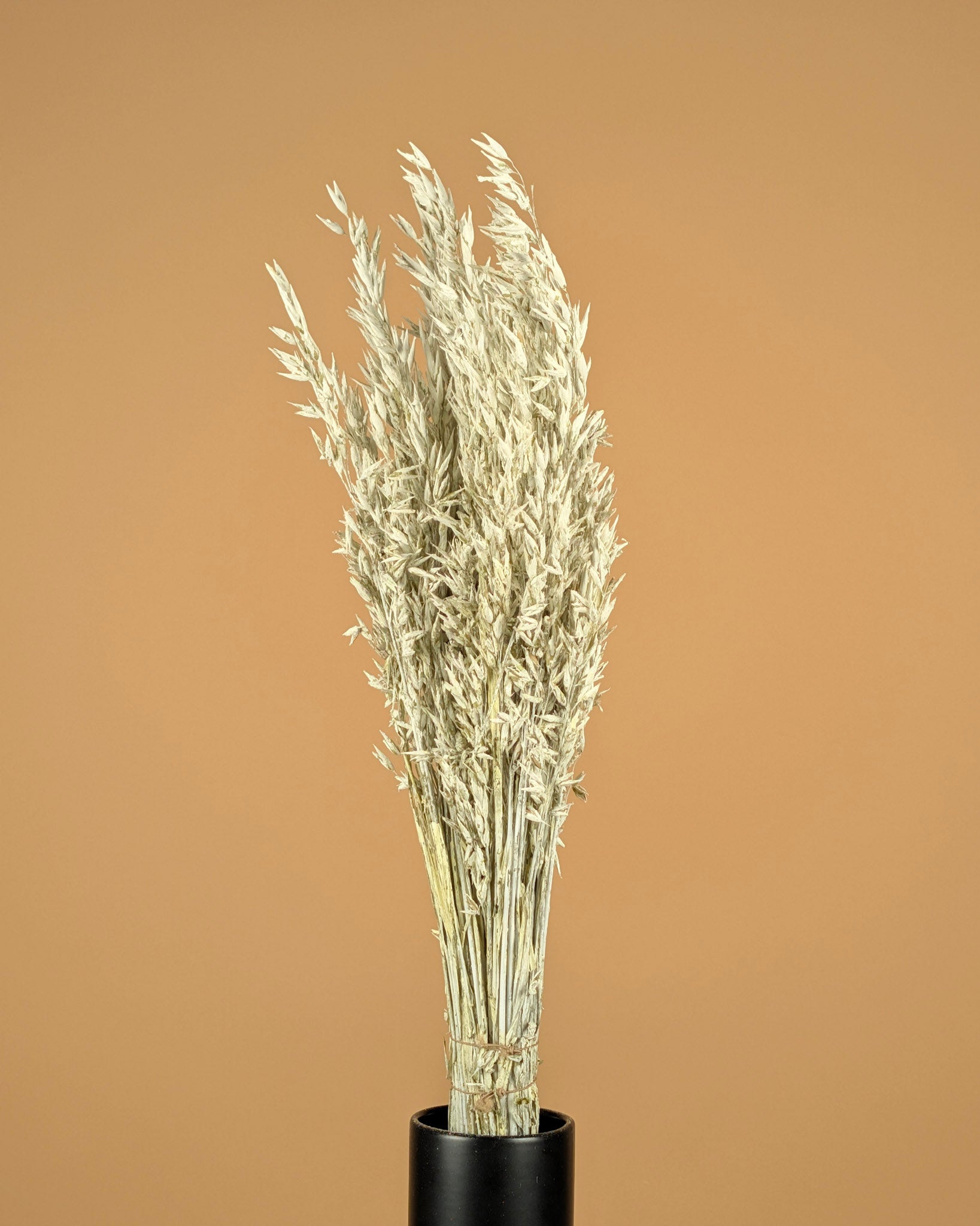 Getrockneter Hafer (Avena) weiße Wäsche gefärbt