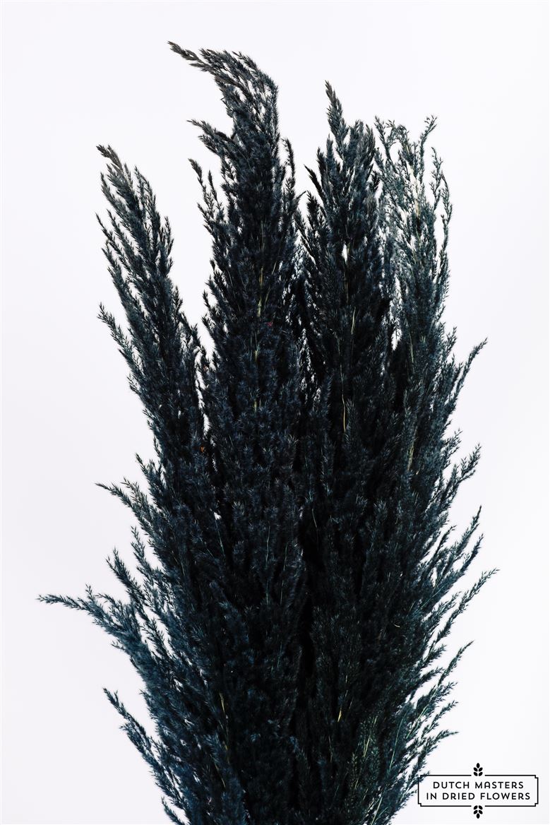 Pampas grass dried black