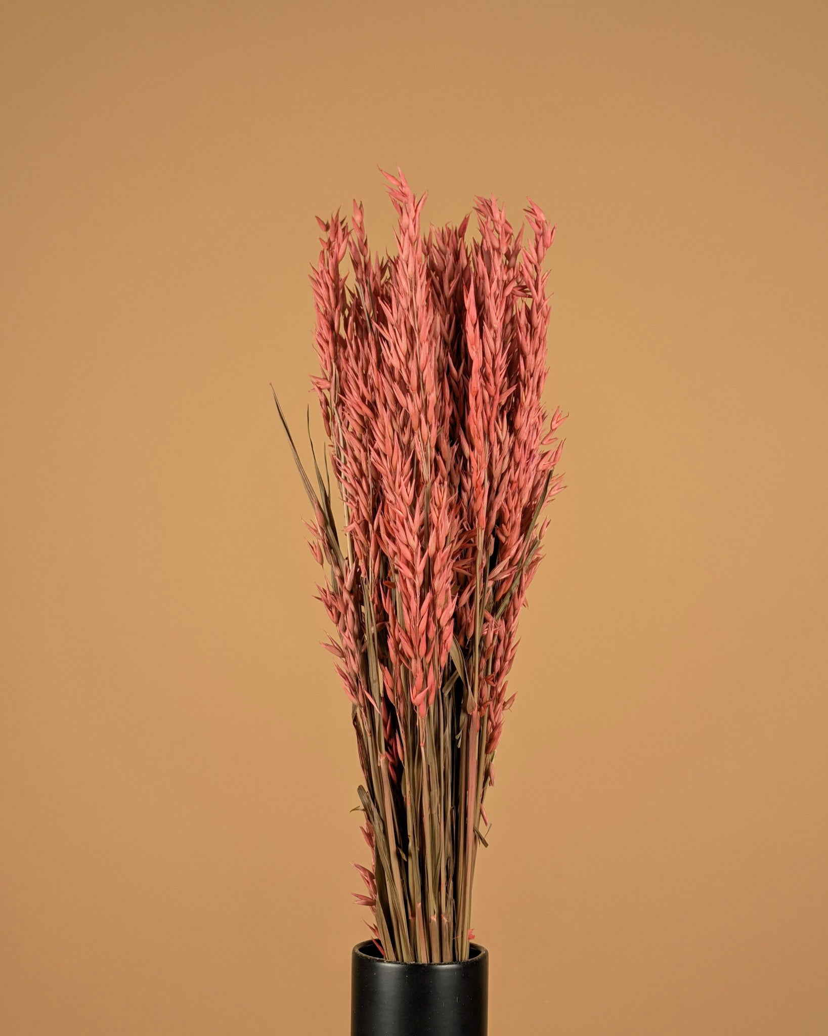 Getrockneter Hafer (Avena) rosa farbig