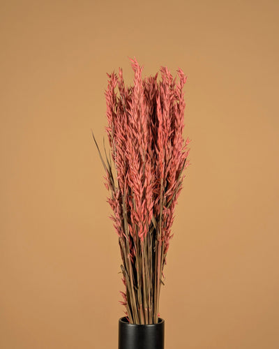 Gedroogde haver (avena) – roze