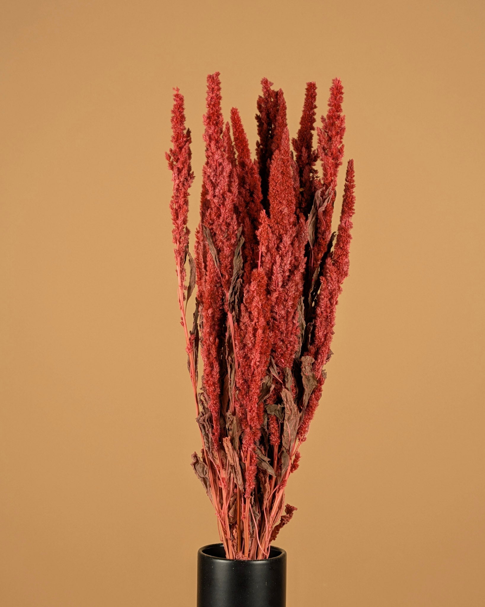 Getrocknetes Amaranthus Pink