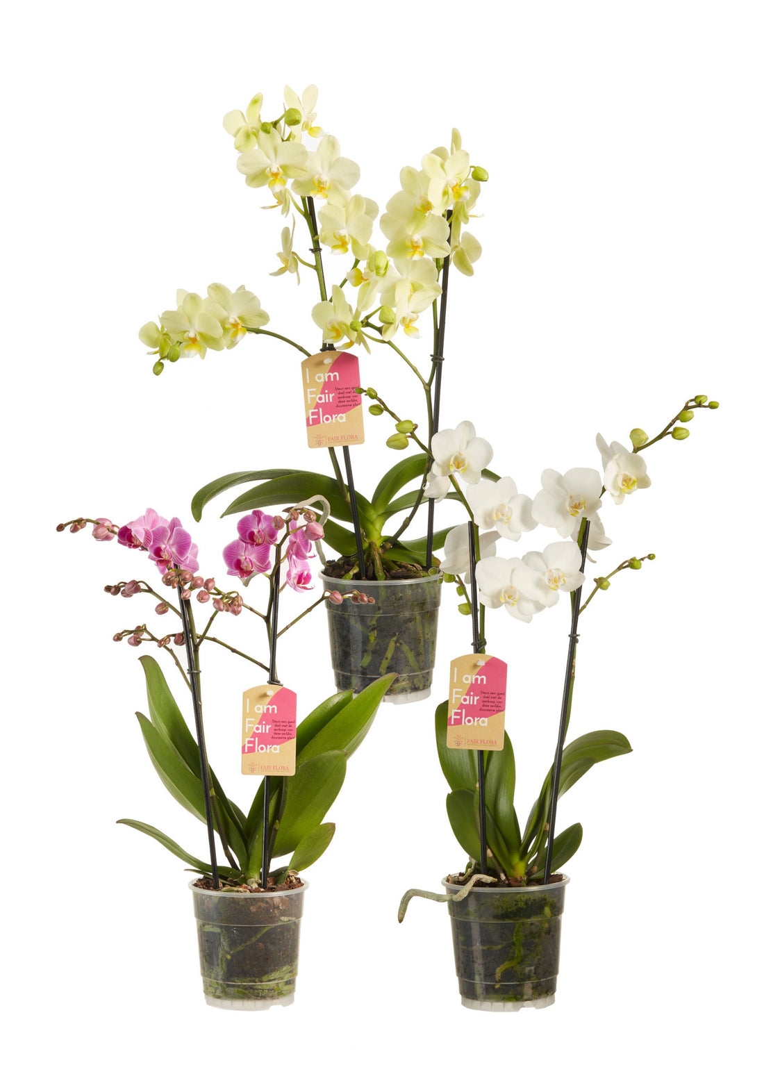 Phalaenopsis multiflora purple, white and yellow (3 pieces)