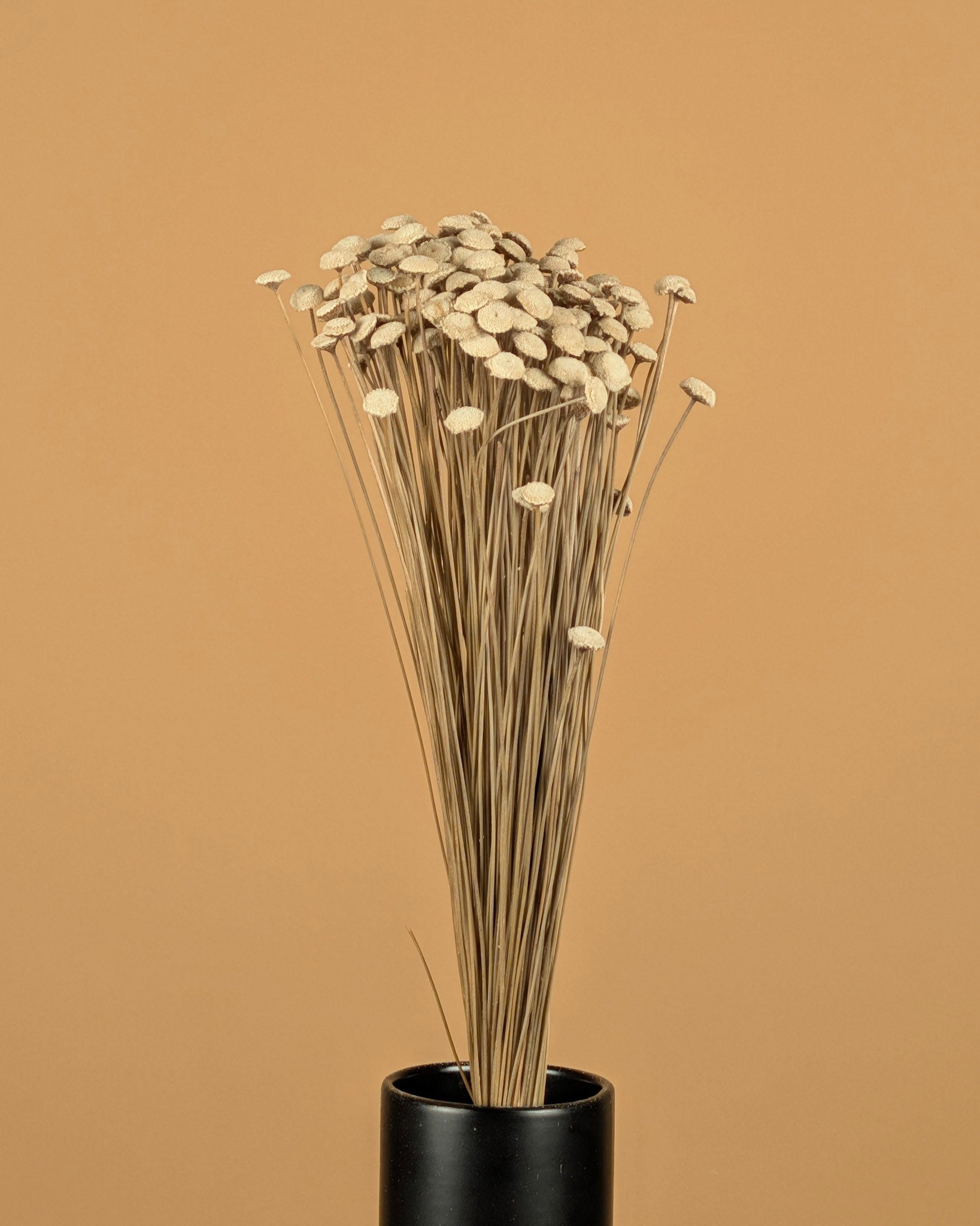 Botton Botao natürlich getrocknet