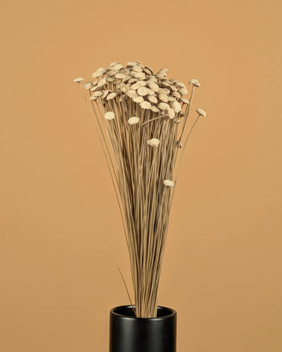 Botton Botao natürlich getrocknet