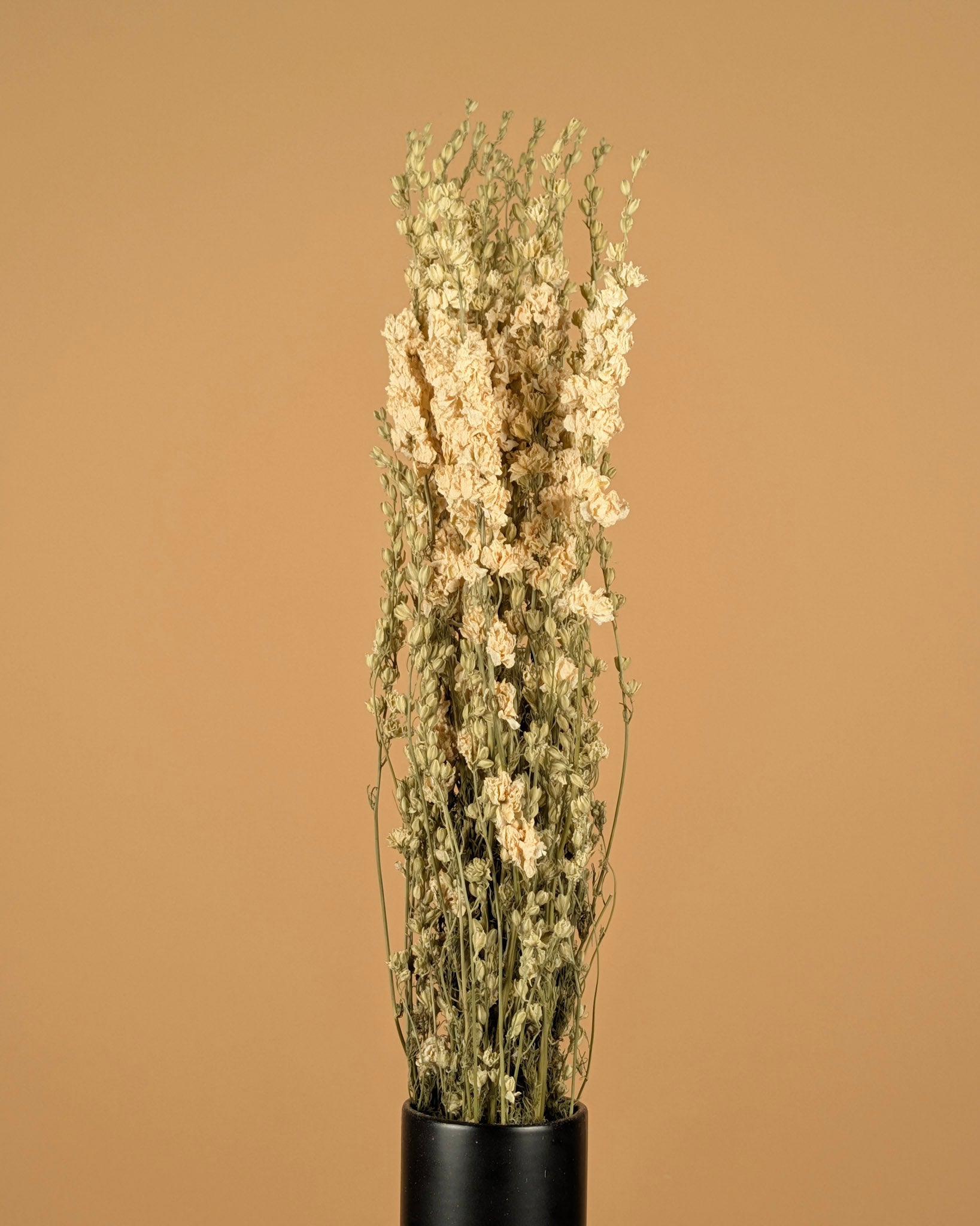 Getrocknetes Delphinium -Rätsel