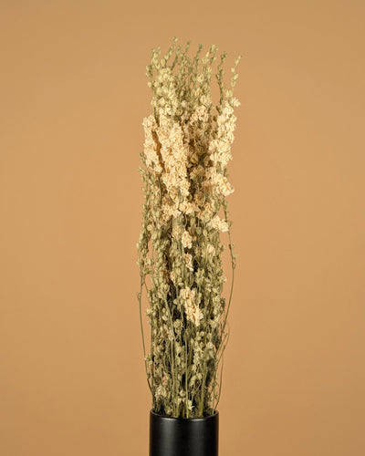 Getrocknetes Delphinium -Rätsel