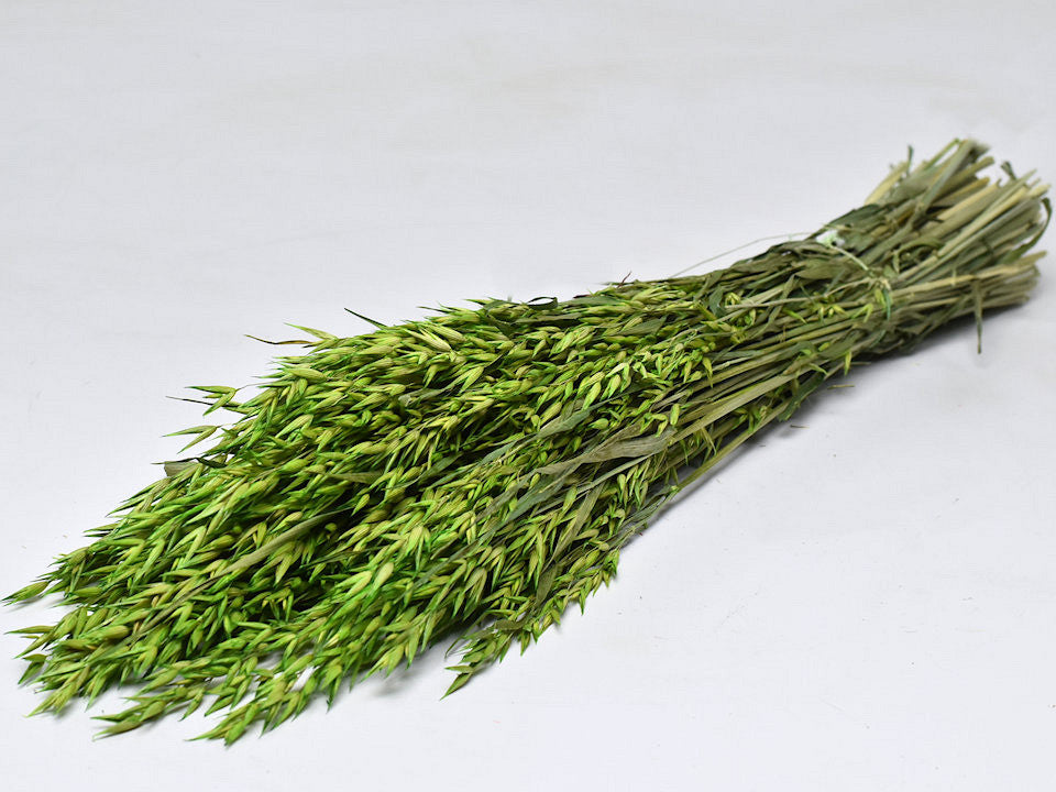 Hafer Grün 70 cm