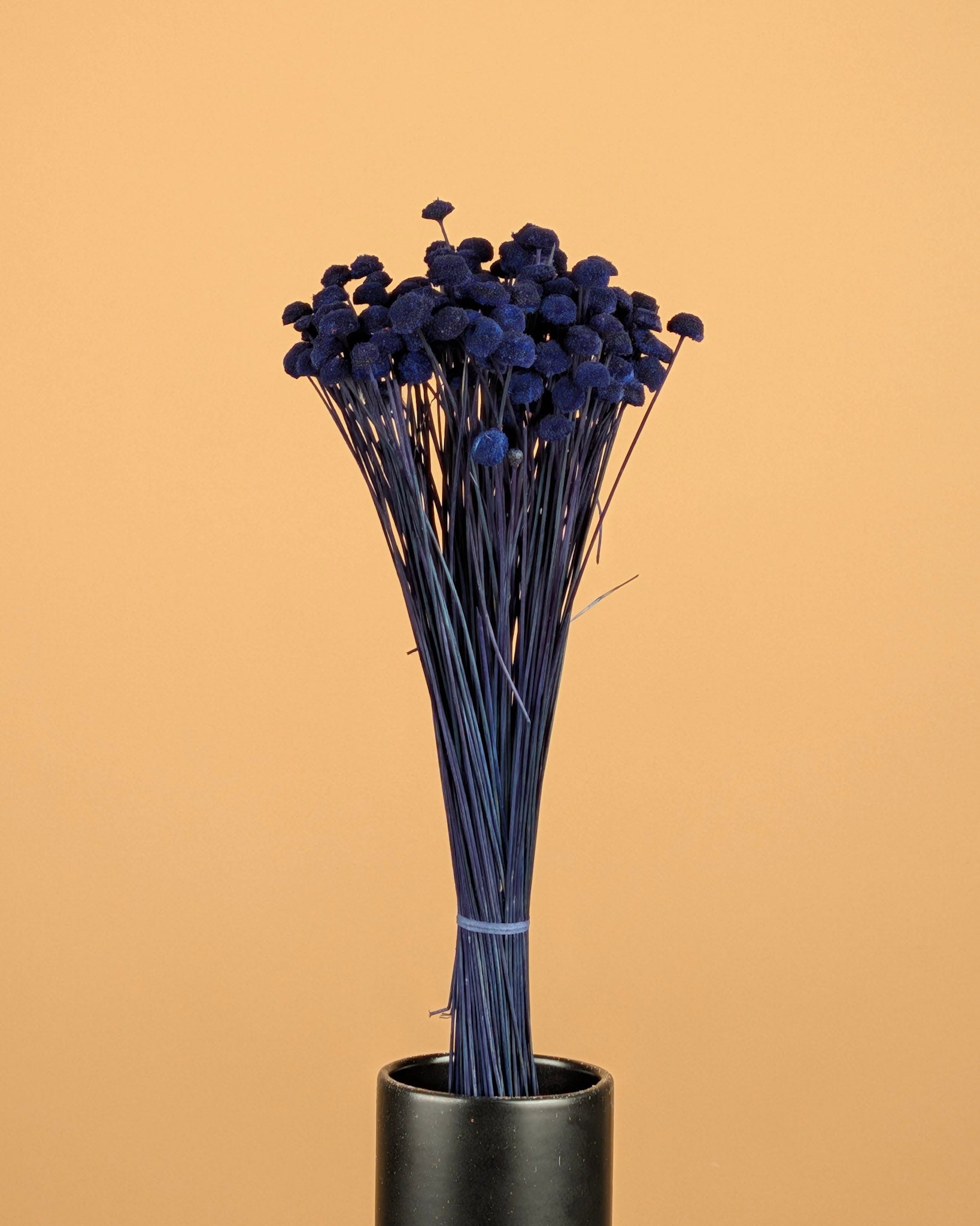 Botao Botton dunkelblau getrocknet