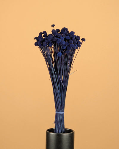 Botao Botton dunkelblau getrocknet