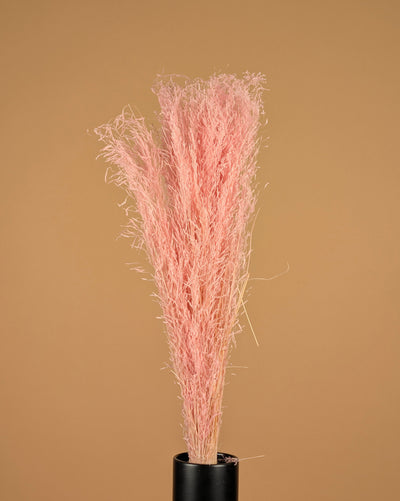 Dried Munni Grass Bleaked Light Pink