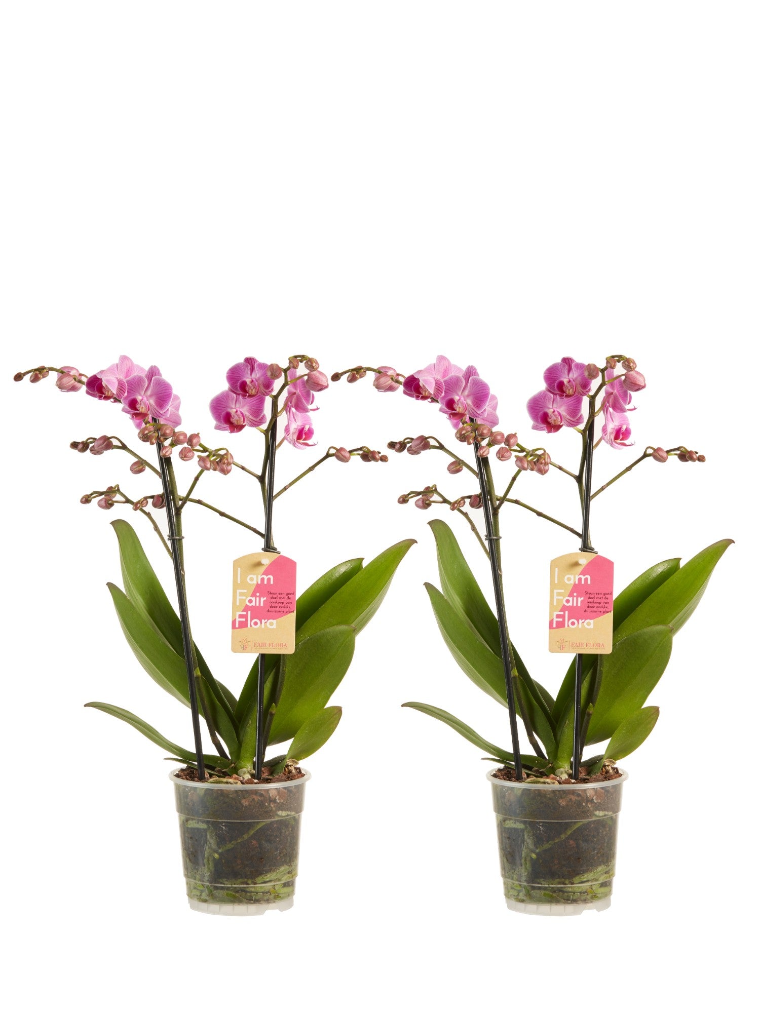 Phalaenopsis Multiflora Purple (2 pieces)