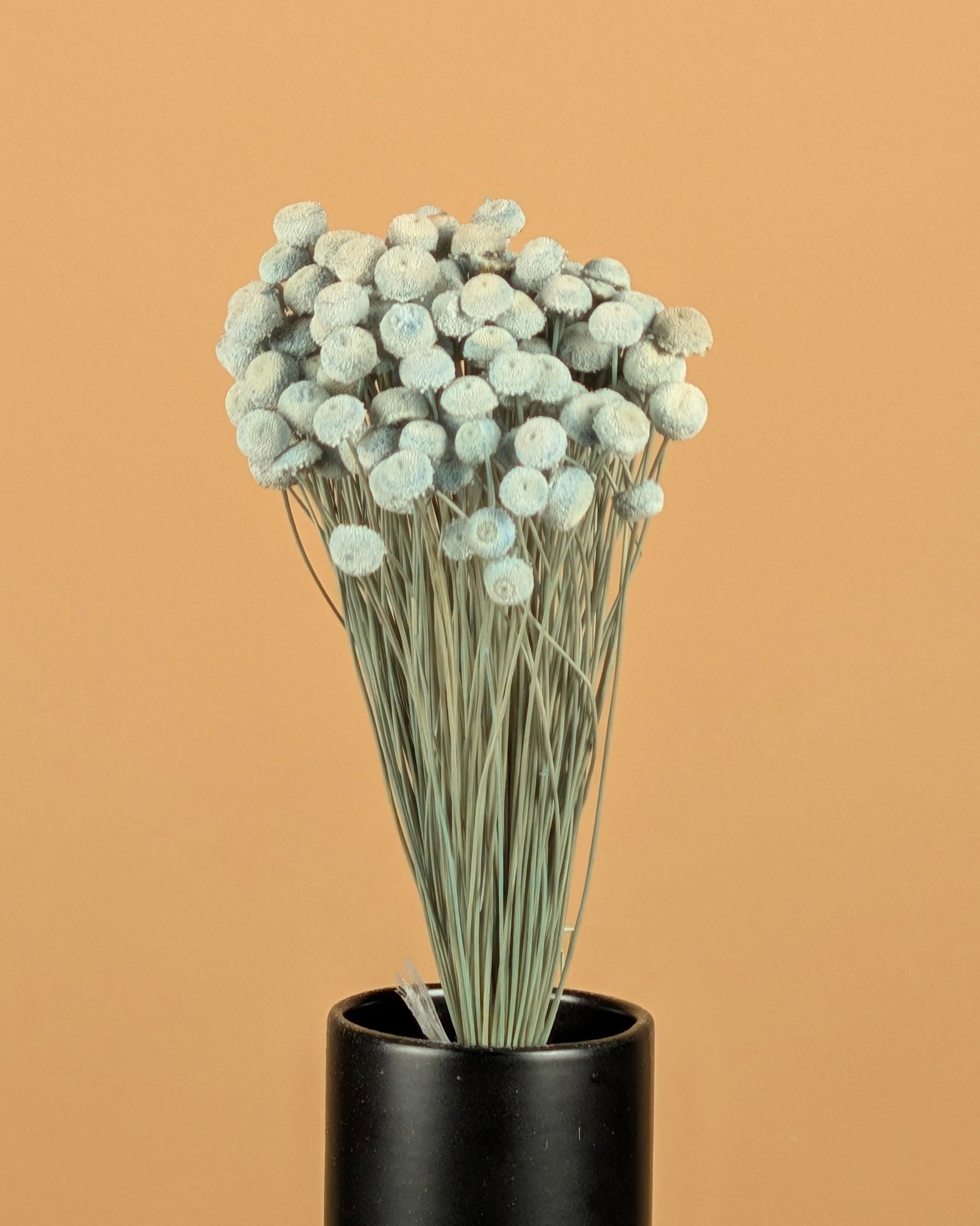 Botao Botton dunkelblau getrocknet