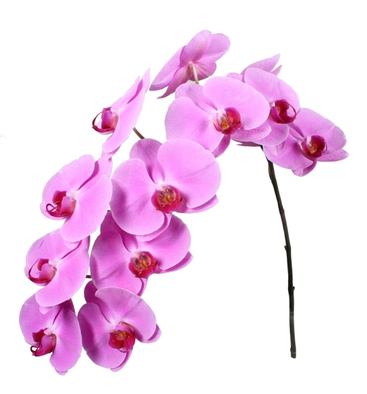 2 Phalaenopsis volant avec 12 fleurs par poignée