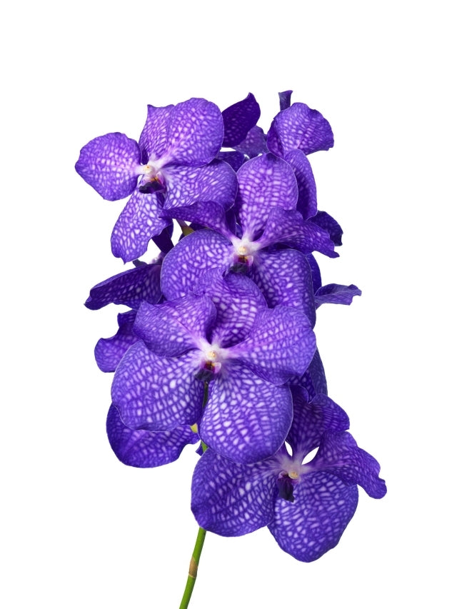 Vanda steel met 16 bloemen