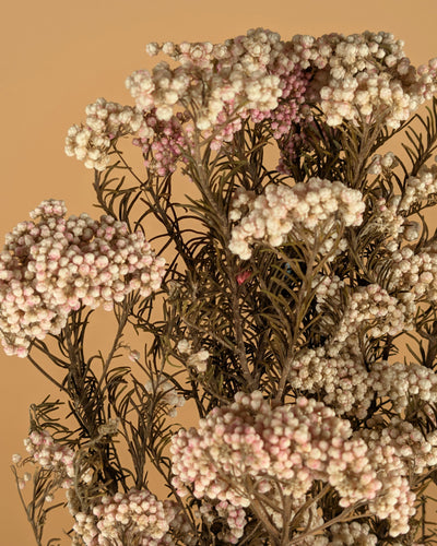 Reisblume getrocknetes natürliches Rosa