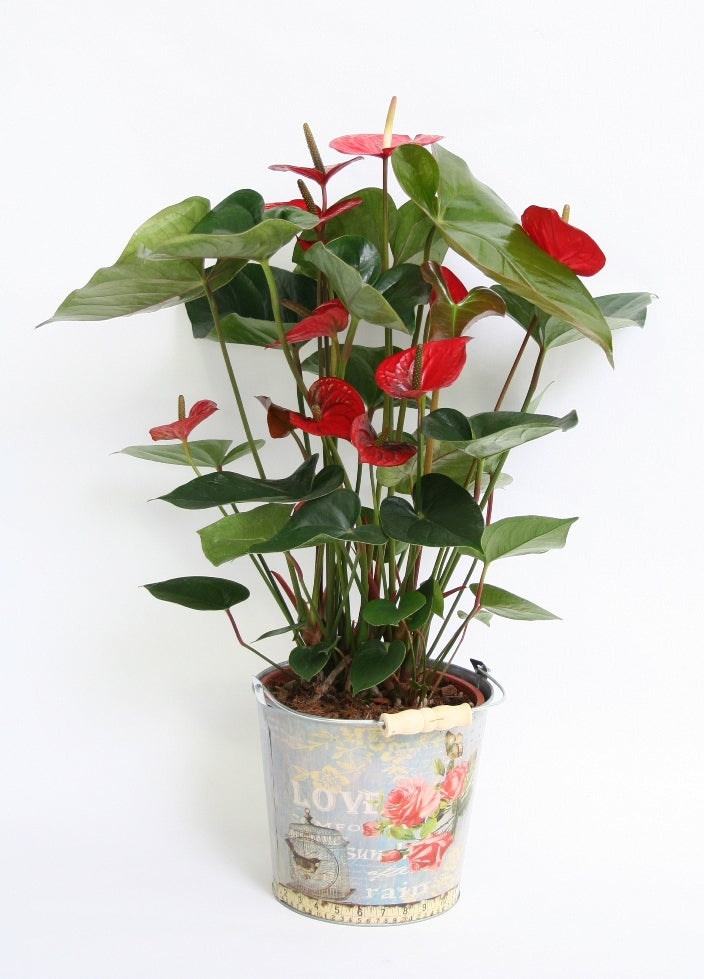 Anthurium in een zinken pot met Love print