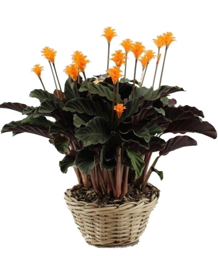 Calathea Crocata Tassmania in een rieten mand