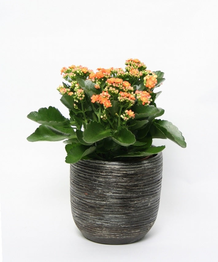 Kalanchoë in grote keramieke pot Birma oud bruin