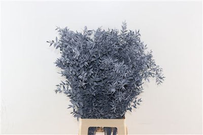 Gepreserveerde Ruscus – mint grijs