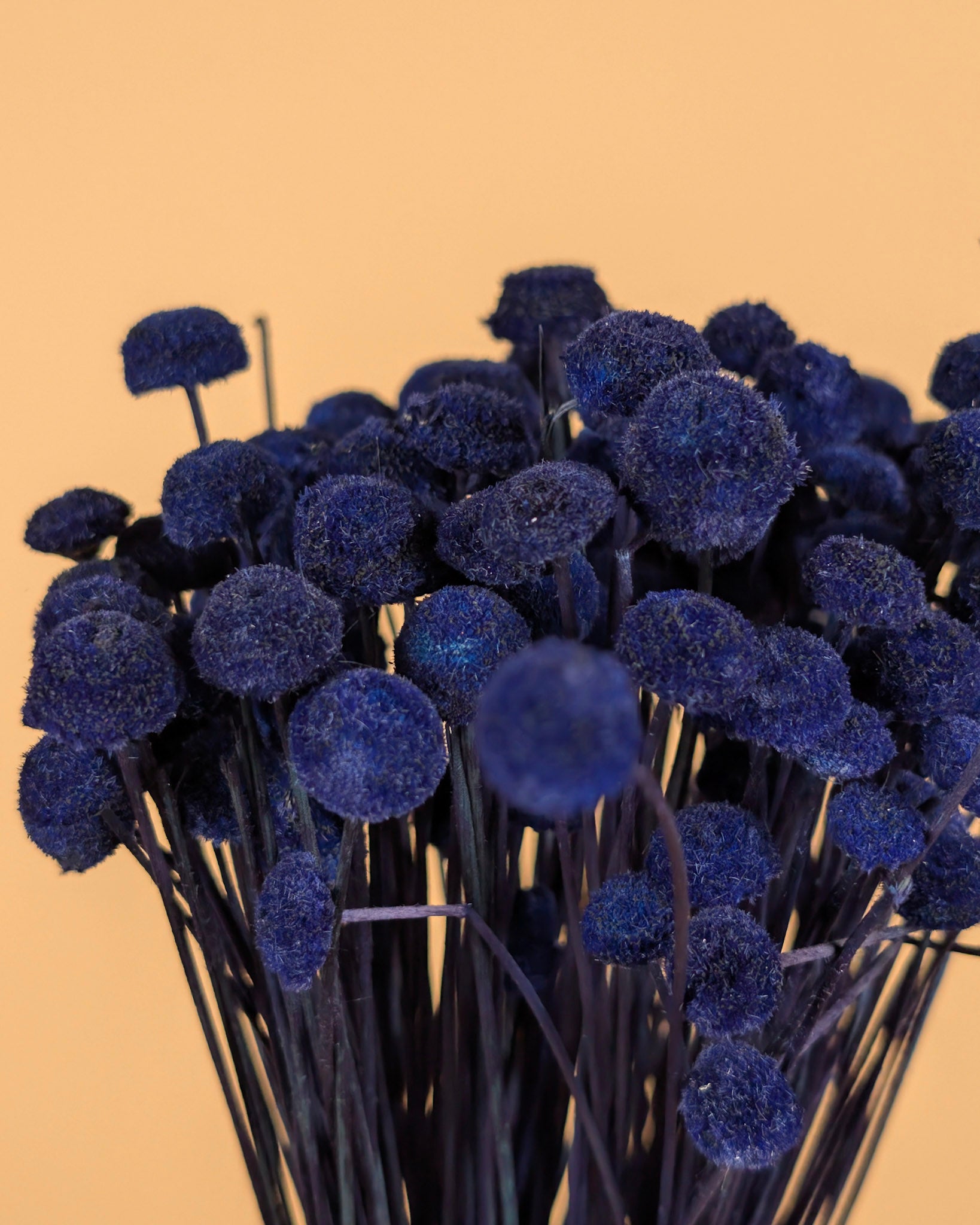 Botao Botton dunkelblau getrocknet