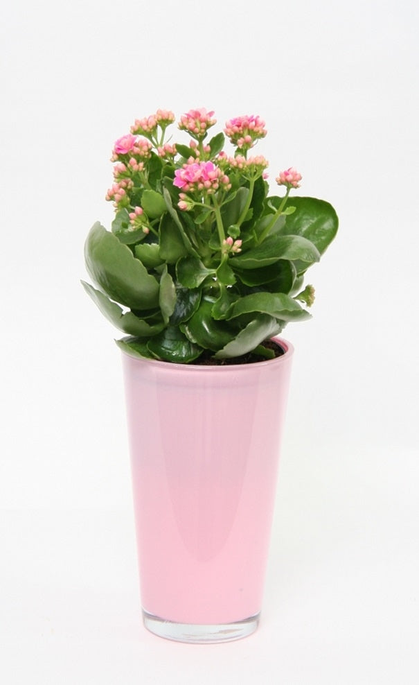 Kalanchoë roze in een hoge roze glaspot