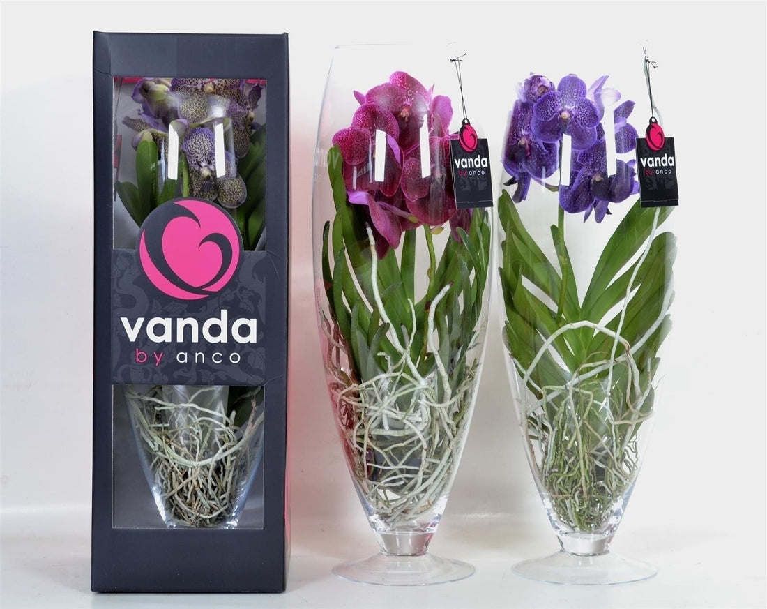 Orchidee Vanda in champagne glas