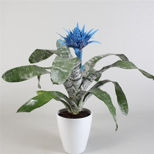 Aechmea blauw in witte keramieke pot