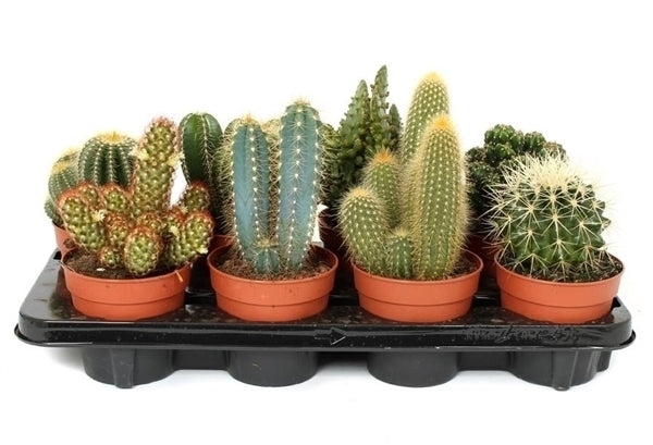 Cactus mix met een potmaat van 12 cm in een veiling tray