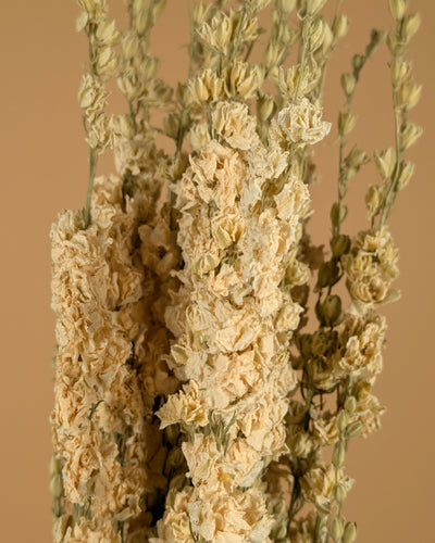 Getrocknetes Delphinium -Rätsel