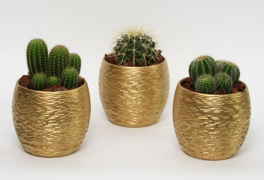 Cactus in een gouden keramieke Brick pot