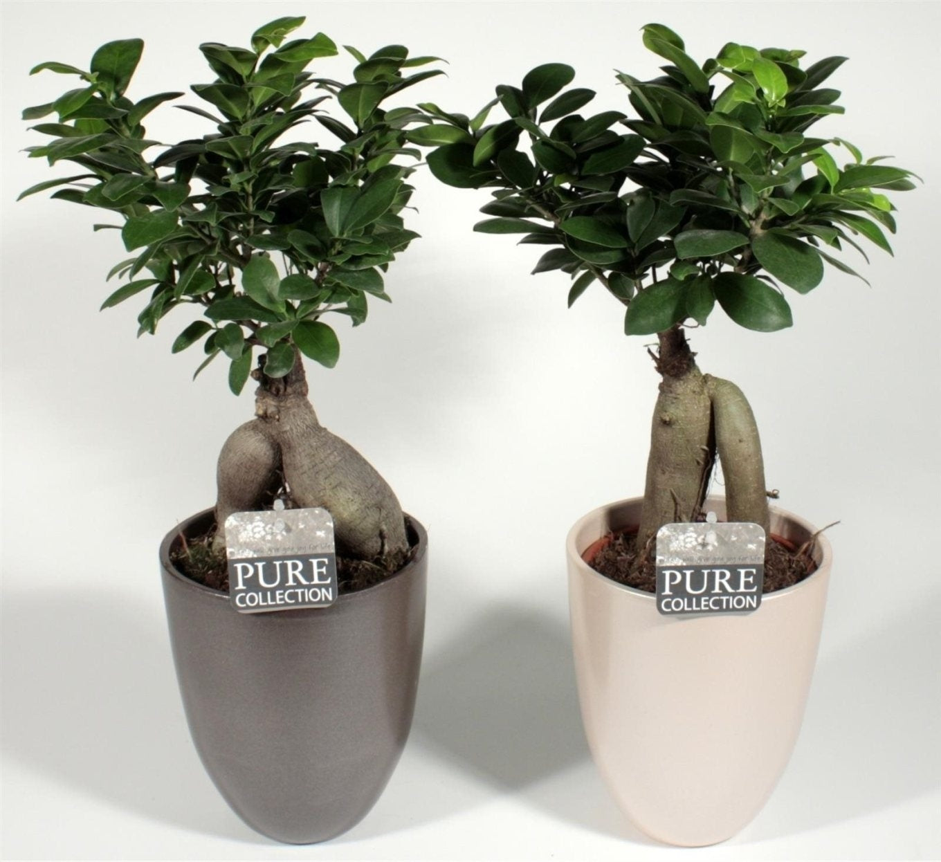 Ficus Microcarpa Ginseng in einem perlbraunen und Elfenbeintopf