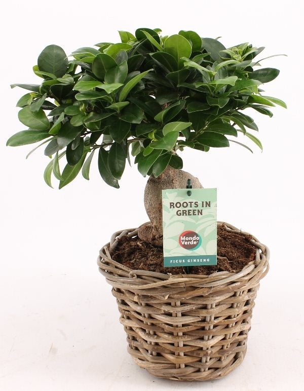 Ficus Microcarpa Ginseng in een rotan mand