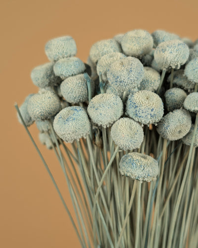 Gedroogde Botao botton – pastel blauw